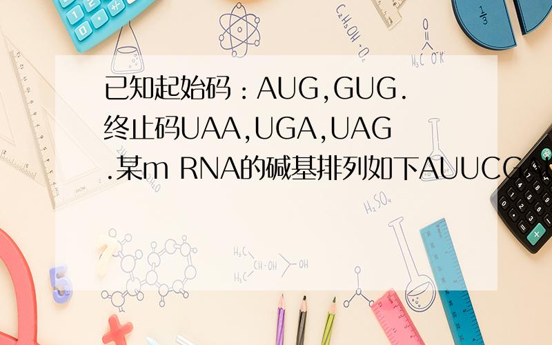 已知起始码：AUG,GUG.终止码UAA,UGA,UAG.某m RNA的碱基排列如下AUUCGAUGAC……(40个碱基)……CUCU...已知起始码：AUG,GUG.终止码UAA,UGA,UAG.某m RNA的碱基排列如下AUUCGAUGAC……(40个碱基)……CUCUAGAUCU此m RNA控
