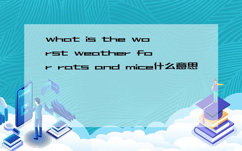 what is the worst weather for rats and mice什么意思