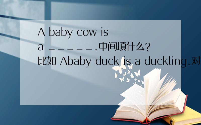 A baby cow is a _____.中间填什么?比如 Ababy duck is a duckling.对不起，老师讲的和你说的不一样......把分给你吧！