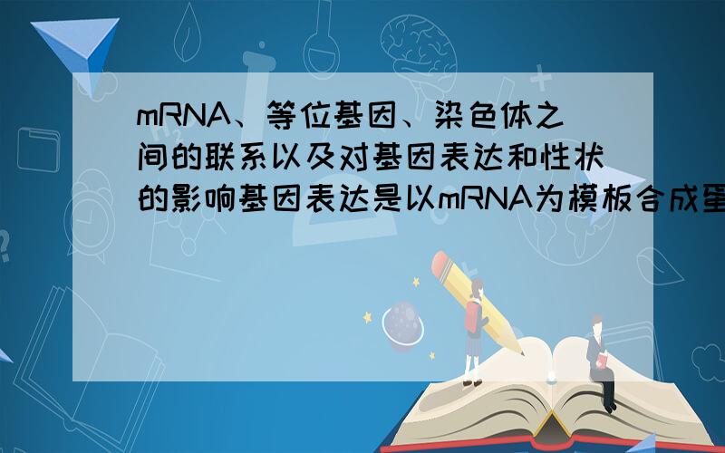 mRNA、等位基因、染色体之间的联系以及对基因表达和性状的影响基因表达是以mRNA为模板合成蛋白质,从而决定性状；但又说一对等位基因控制一对性状,等位基因怎么控制性状?究竟性状是由