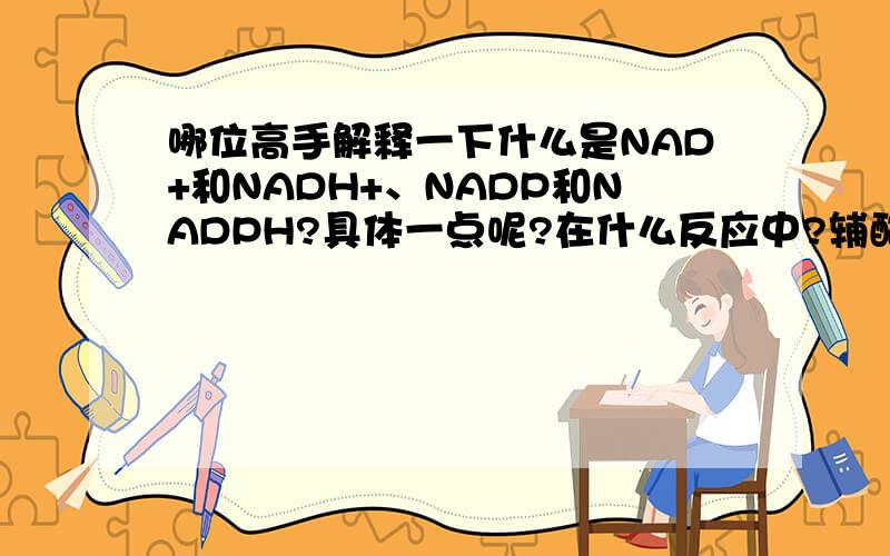 哪位高手解释一下什么是NAD+和NADH+、NADP和NADPH?具体一点呢?在什么反应中?辅酶是什么?