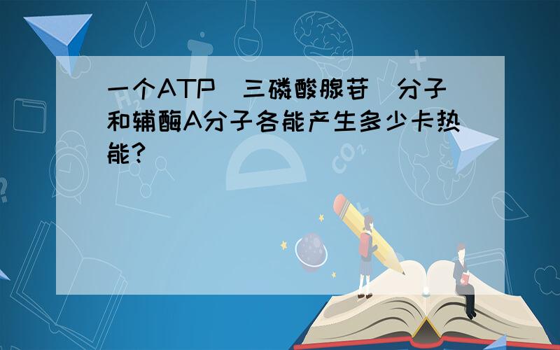 一个ATP(三磷酸腺苷)分子和辅酶A分子各能产生多少卡热能?