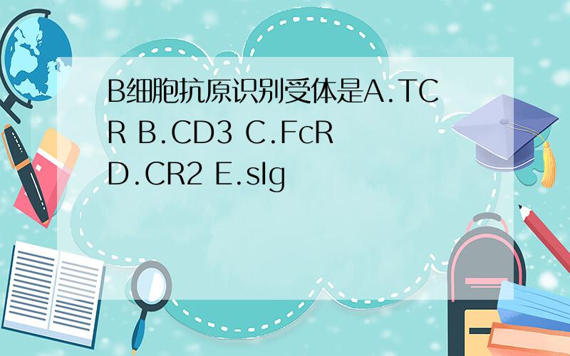 B细胞抗原识别受体是A.TCR B.CD3 C.FcR D.CR2 E.sIg