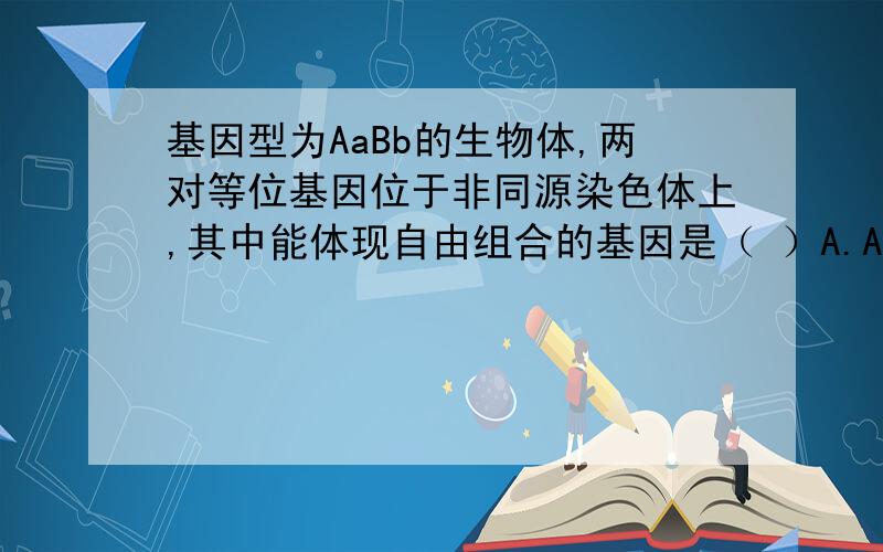 基因型为AaBb的生物体,两对等位基因位于非同源染色体上,其中能体现自由组合的基因是（ ）A.A和a B.B和b C.A、a、B和b D.A和B(b)、a和B(b)