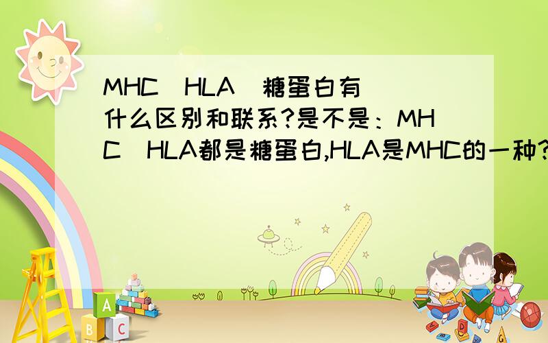 MHC  HLA  糖蛋白有什么区别和联系?是不是：MHC  HLA都是糖蛋白,HLA是MHC的一种?