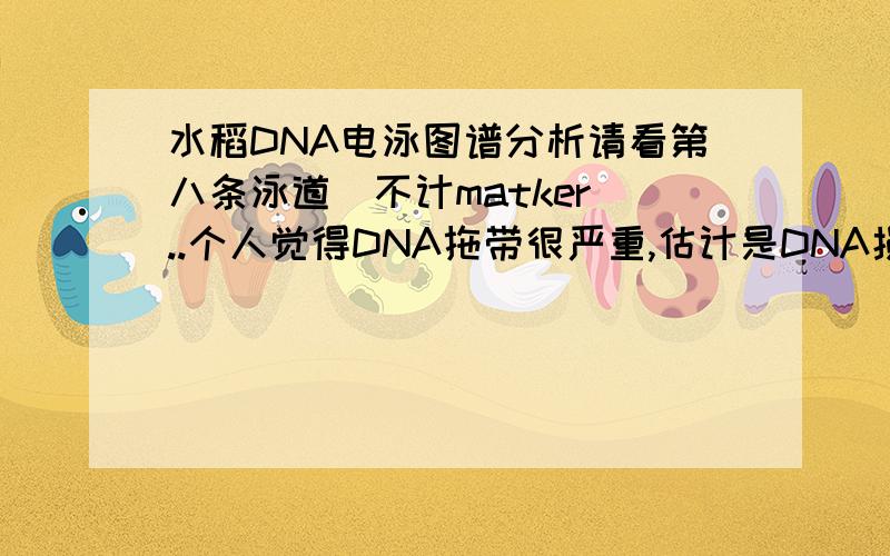 水稻DNA电泳图谱分析请看第八条泳道(不计matker）..个人觉得DNA拖带很严重,估计是DNA损伤得厉害~下面很亮的RNA感觉偏多（没有消化RNA）.可是测出来OD260/OD280为1.83,数值挺好的,可是跑出来效果